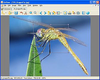 XnView Freeware Image Viewer
